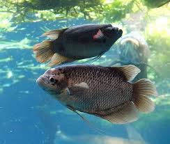 Budidaya Ikan Gurame Di Kolam Terpal Ikan Kolam Air Tawar