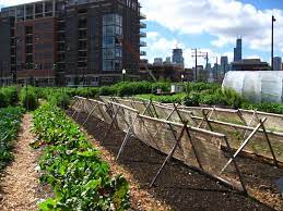We did not find results for: Urban Agriculture Wikipedia