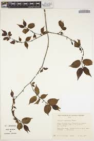 Image result for Rothmannia macrosiphon