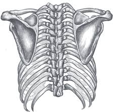 Choose from 500 different sets of flashcards about anatomy b rib cage on quizlet. Old Bones Help Treat Back Pain Interviews Naked Scientists