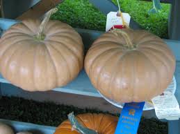 Check spelling or type a new query. Long Island Seed Project Long Island Cheese