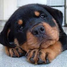 Dogs Lovers On Webstaqram Posts Videos Stories Webstaqram Dogs Puppies Chien Rottweiler Animaux Rottweiler