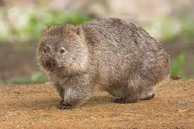 Faulkner is the general manager at the australian reptile park, a zoo located in new south wales,. Wombats Wikipedia