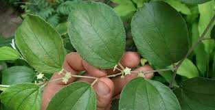 Seperti namanya, daun bidara berasal dari tanaman bidara yang cukup dikenal oleh banyak orang. 9 Manfaat Daun Bidara Sembuhkan Luka Hingga Turunkan Kolesterol