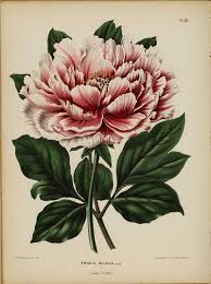 Gorgeous Free Peony Paintings To Download Picture Box Blue Peony Painting Peony Illustration Botanical Illustration Vintage