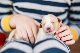 Easily discover the cutest puppies & learn more about these adorable dogs. When Do Puppies Open Their Eyes Daily Paws