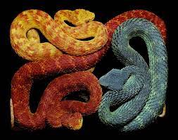Slithery Snake Art Poisonous Snakes Beautiful Snakes African Bush Viper