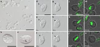 Eukaryotic cells have a nucleus in which the genetic material is separated from the cytoplasm. Phagocytosis Like Cell Engulfment By A Planctomycete Bacterium Nature Communications