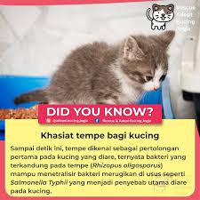 Ia adalah salah satu cara elak kucing berak atau kencing semula selepas 'menandakan' tak hairanlah anda boleh elak kucing berak dengan mencari kawasan tersembunyi, terlindung, atau yang. Khasiat Tempe Bagi Kucing Cat Rescue