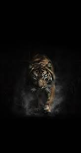 Pin By Bhargav K On Iphone Wallpaper Wild Animal Wallpaper Tiger Pictures Tiger Images