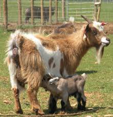 Pygmy Goat And Kid Baby Animals Cute Baby Animals Cute Animals
