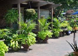 Container Combo Majesty Palm And Sweet Potato Vine Majesty Palm Small Space Gardening Tropical Landscaping