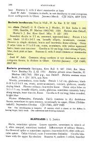 Image result for Blepharis involucrata