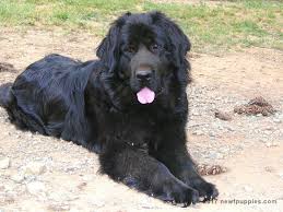 Find a newfoundland puppy from reputable breeders near you and nationwide. Wolfcreek Newfoundlands Dry Mouth Newfoundland Breeder