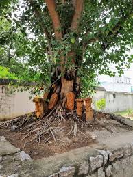 Snake Gods Under A Ficus Tree Ficus Tree Ficus Pathways