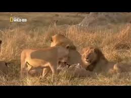 Best Documentary Nature Lions Eating Buffalo Animal Planet Animals Animal Planet Buffalo Animal