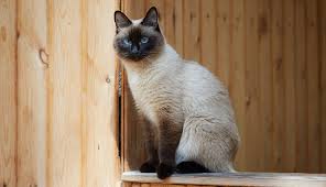We did not find results for: Siamese Cat Cat Breeds Purina Australia