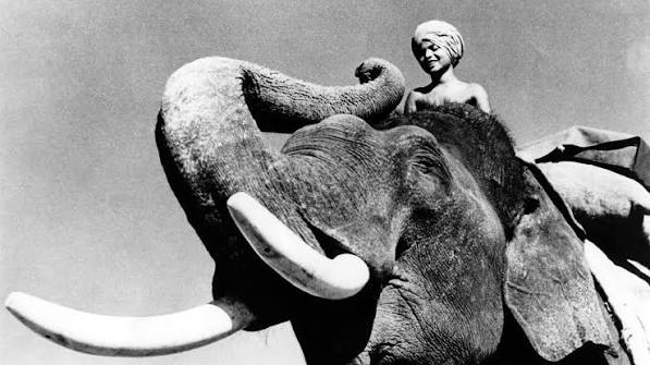 Kabini's History of Khedda Elephant Capture — Nature inFocus