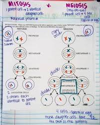 Mitosis involves one cell division, whereas meiosis involves two cell divisions. Pin By Chiara On Biology Biology Lessons Biology Classroom Teaching Biology
