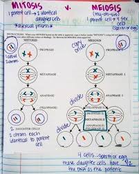 Comparison video showing mitosis vs. Pin By Chiara On Biology Biology Lessons Biology Classroom Teaching Biology