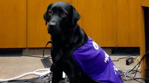 We don't have a service dog available to apply for now. Service Dog Help Kids Testify In Ontario Court Abc News