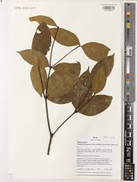 Image result for Malouetia