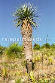 Image result for Nelsonia smithii