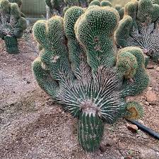 Image result for Neobolusia