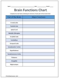 Parts And Functions Of The Brain Labeling Worksheet Science
