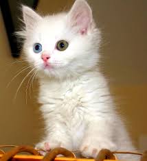 Turkish Van Cat Gorgeous Cats Crazy Cats Funny Cat Memes