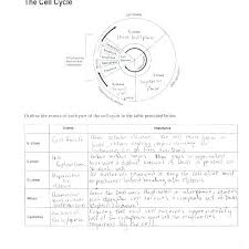 The worksheets are offered in developmentally appropriate versions for kids of different ages. Onion Cell Mitosis Worksheet Answers Promotiontablecovers