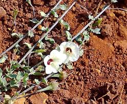 Image result for Xenostegia