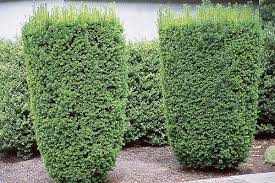 Hybrid Yew Plants Hicks Yew Landscaping Hicks Yew