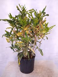 Image result for Croton kilwae