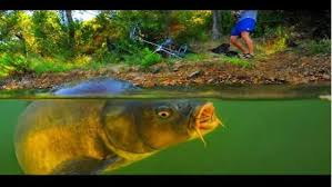Maybe you would like to learn more about one of these? Resep Umpan Putih Ikan Mas Sederhana Tapi Super