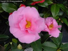Camellia Brigadoon Camellia Brigadoon Tuincentrum Tuinplanten Kamerplanten
