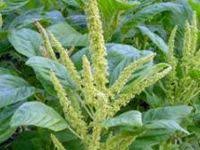 Daun dukung anak neh kita dah dapat dah ! Khasiat Herba Untuk Kesihatan Herbal Cure Herbs Herbalism
