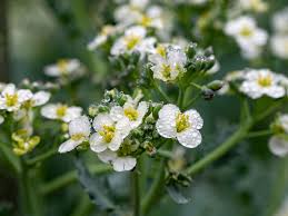 Image result for Crambe hispanica