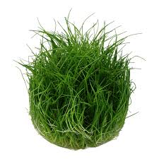 Image result for Eleocharis setifolia