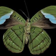 Image result for Nesaea polycephala