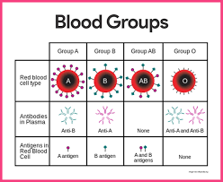 Blood Anatomy And Physiology Eating For Blood Type