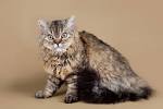 Selkirk Rex Cat Breed Information, Pictures ...
