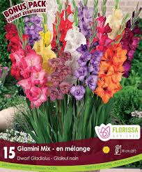 Image result for Gladiolus verdickii