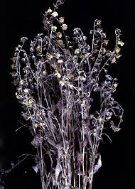 Image result for Crotalaria laburnoides