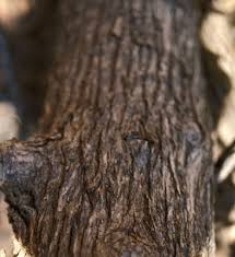 Image result for Psydrax martinii