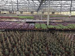 2542 peterson rd apopka, fl 32703. Our Greenhouses Florida Cactus Inc