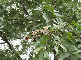 Image result for Julbernardia paniculata