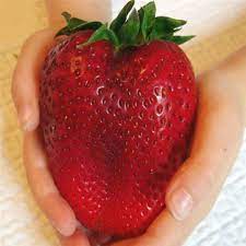 2 00 Graines De Fraise Geante Maxi Fructa Fragaria Ananassa L Maximus 10 Graines Par Sachet Des Fruits Strawberry Seed Strawberry Plants Giant Strawberry