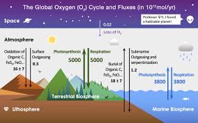 oxygen cycle wikipedia