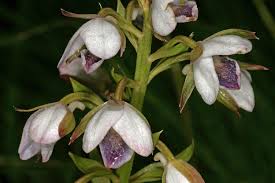 Image result for Eulophia hians